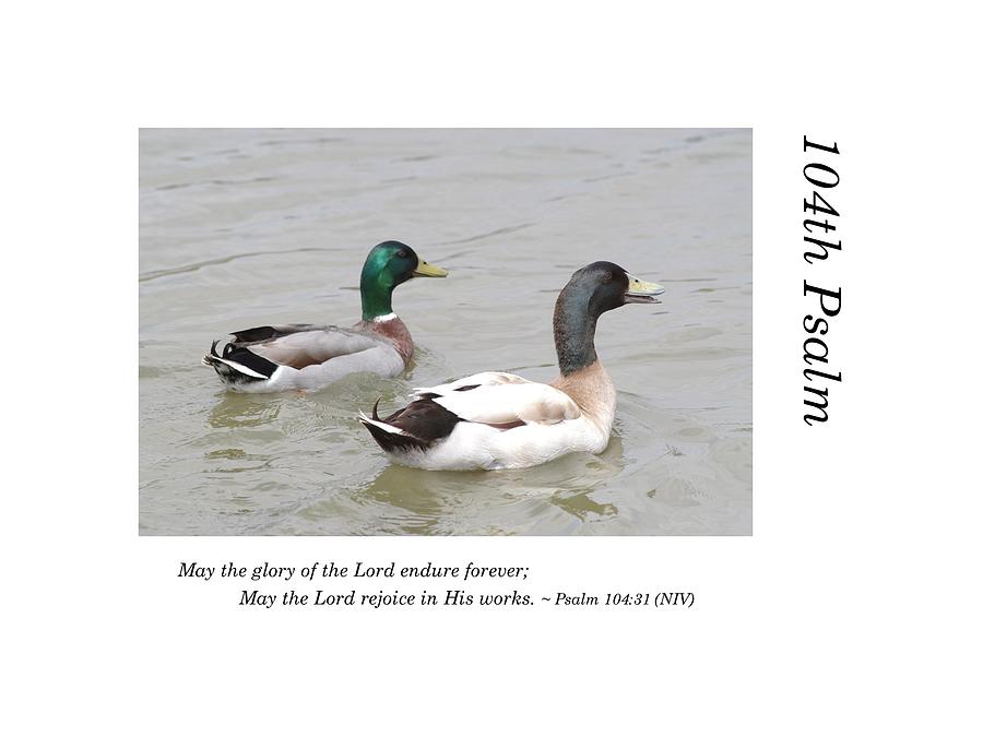 104th Psalm-Ducks Photograph by Richard Porter
