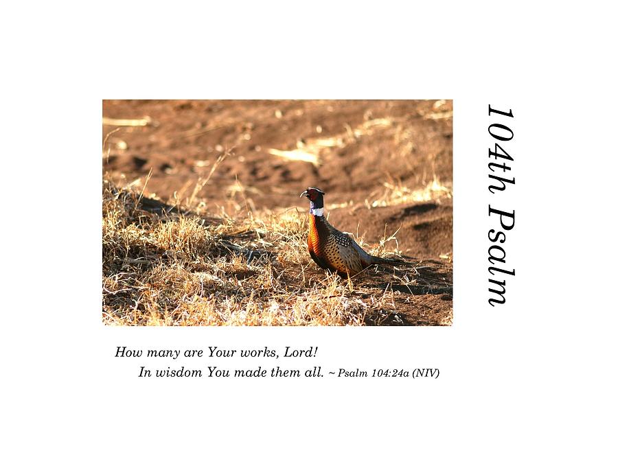 104th Psalm-Pheasant, Floyd County Photograph by Richard Porter
