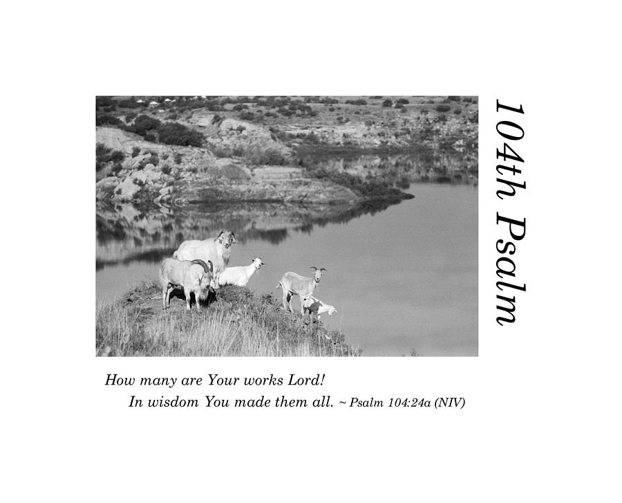 104th Psalm-Wild Goats Photograph by Richard Porter