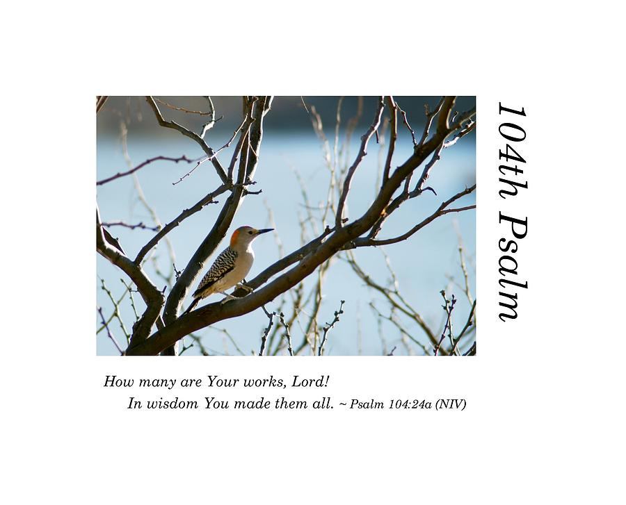 104th Psalm-Woodpecker Photograph by Richard Porter
