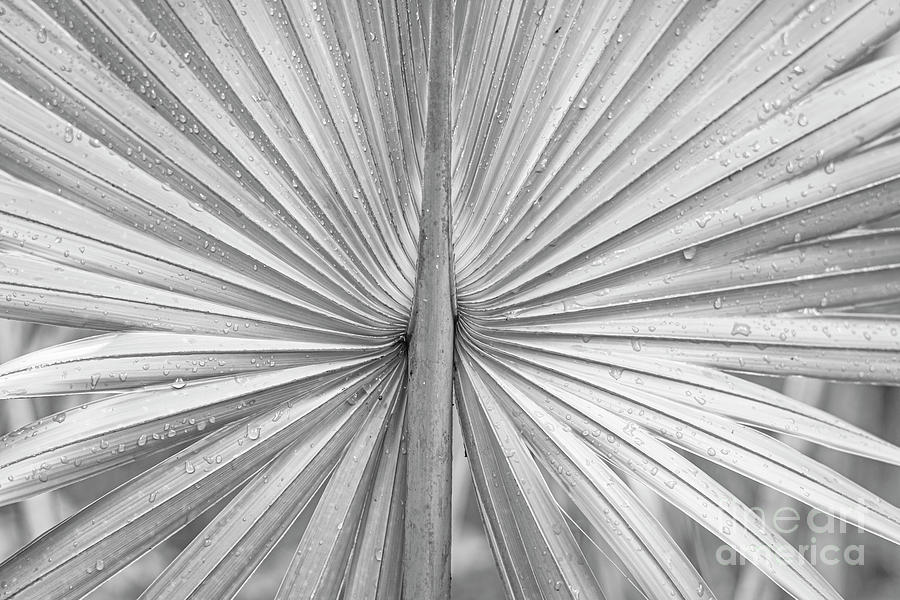 106 / Wet Palm Frond Photograph
