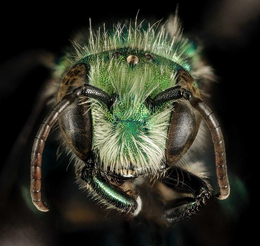 Insect Portraits of Beetles Bees Bugs and Wasps Photograph by NoMonkey ...