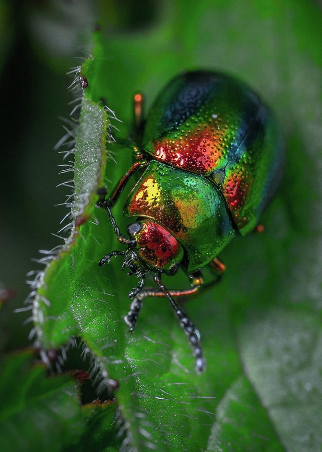 Stunning close-up photo of insects #107 Mixed Media by Nature Photography