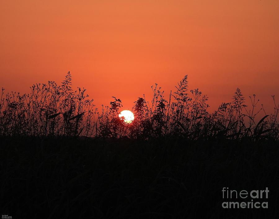 108 Lacassine Sunset Photograph by Lizi Beard-Ward