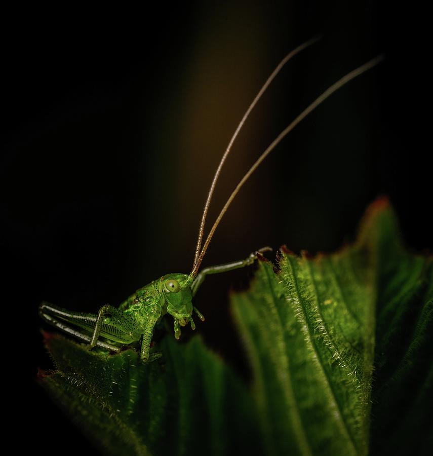 Insects Mixed Media - Stunning close-up photo of insects #108 by Nature Photography