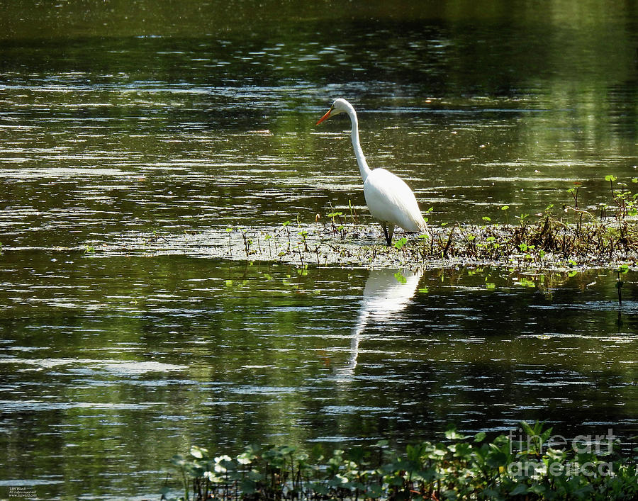 110  Egret Avery Island Pond  Photograph by Lizi Beard-Ward