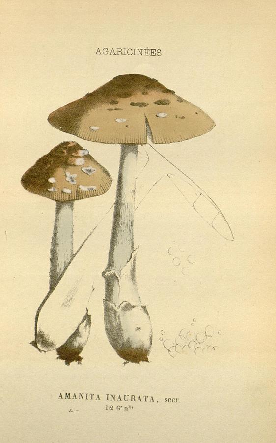 Antique Mushroom Illustration #11 Mixed Media by World Art Collective