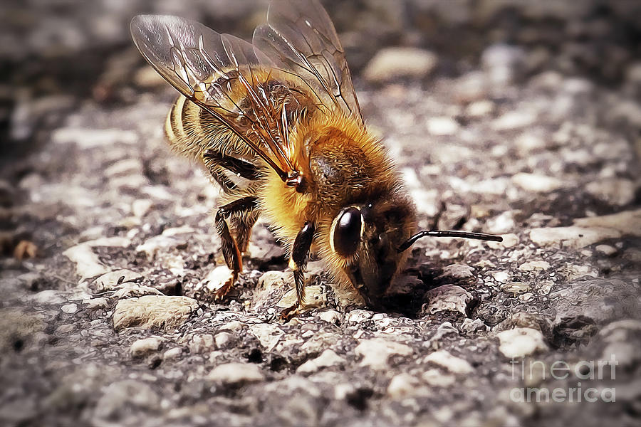 Nature Photograph - Apis mellifera Western Honey Bee Insect #11 by Frank Ramspott