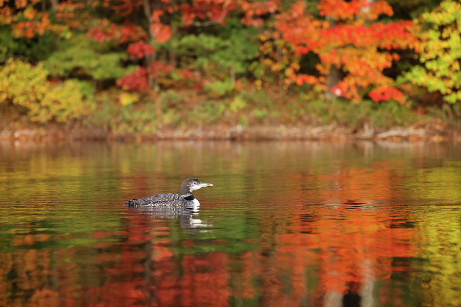 Autumn Loon #11 Photograph by Brook Burling