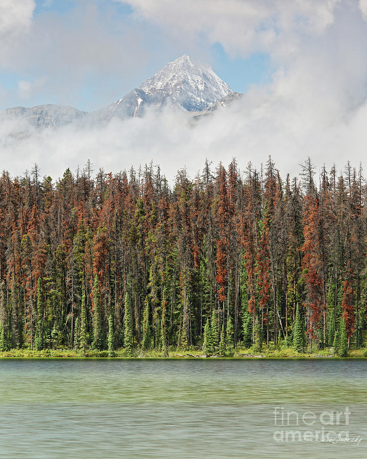 Banff and Jasper National Park #11 Photograph by Steve Javorsky