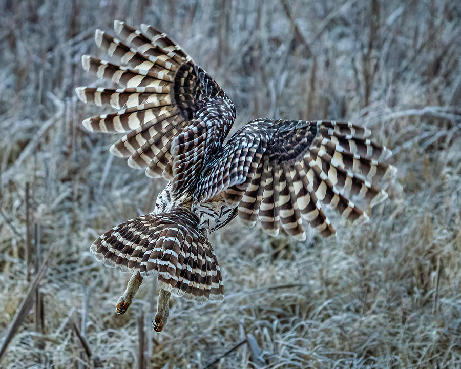 Barred Owl #11 Photograph by Brad Bellisle