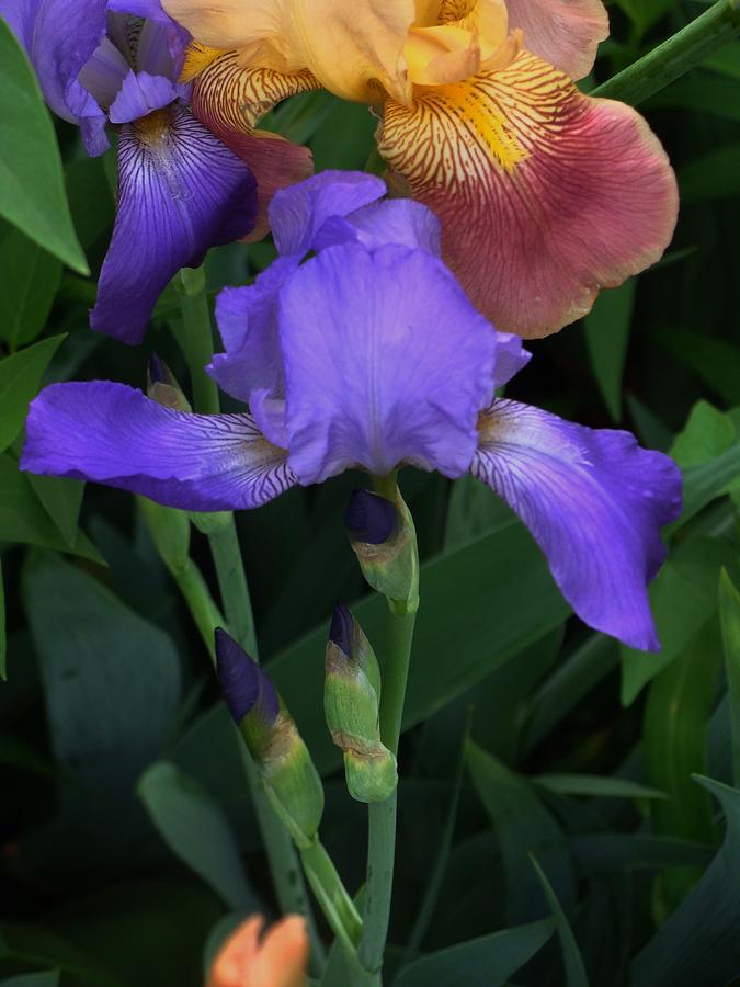 Bearded Iris #12 Photograph by Anthony Seeker