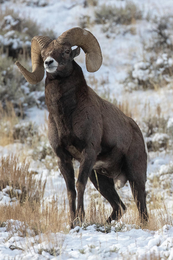 Bighorn sheep ram Photograph by Greg Bergquist - Fine Art America