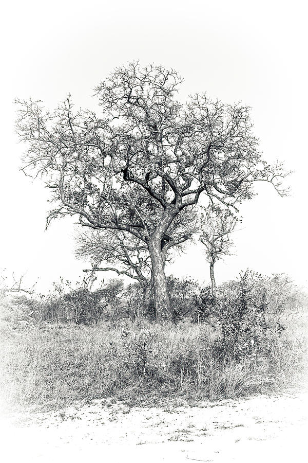 Black and White Tree Collector Edition #11 Photograph by Keith Carey