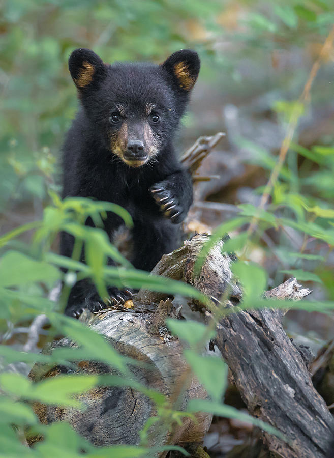 Black Bear Cub Photograph by Jay Sheinfield - Fine Art America