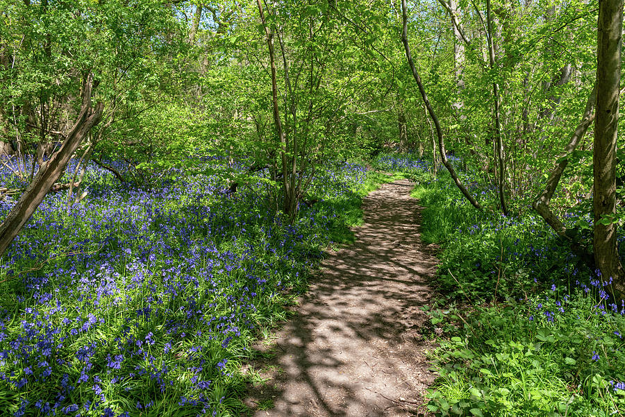 Bluebell woods #11 Photograph by Gary Eason