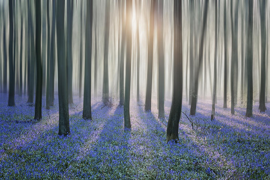Bluebell Woods #11 Photograph by Graham Custance Photography