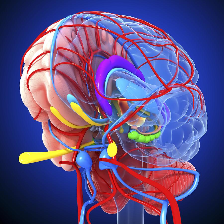 Brain anatomy, artwork #11 Drawing by Pixologicstudio