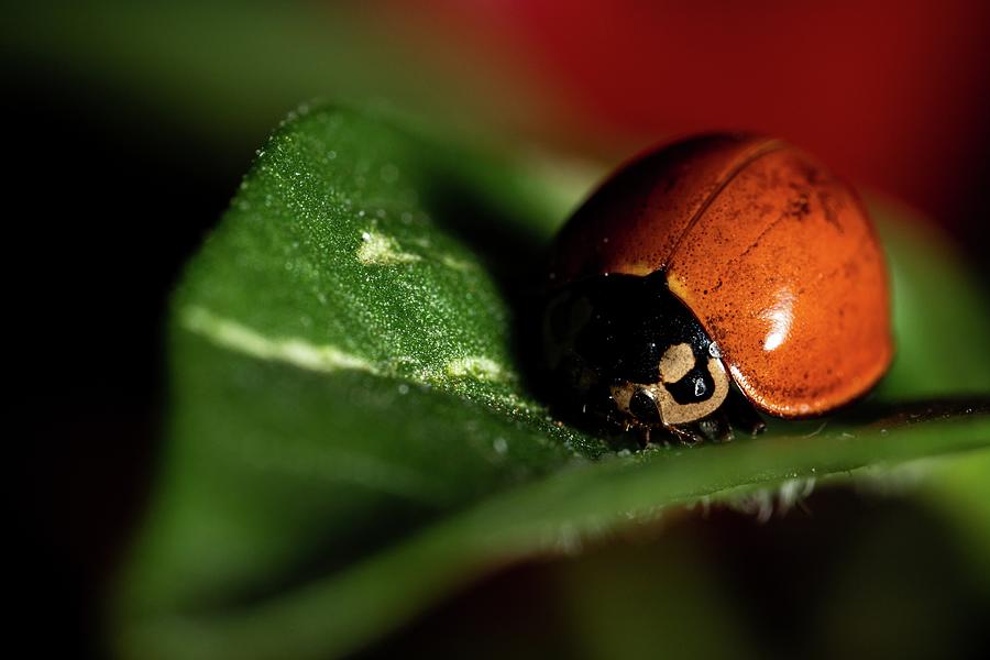 Brazilian Spotless Ladybug Photograph by Rubens Borges Medeiros de ...