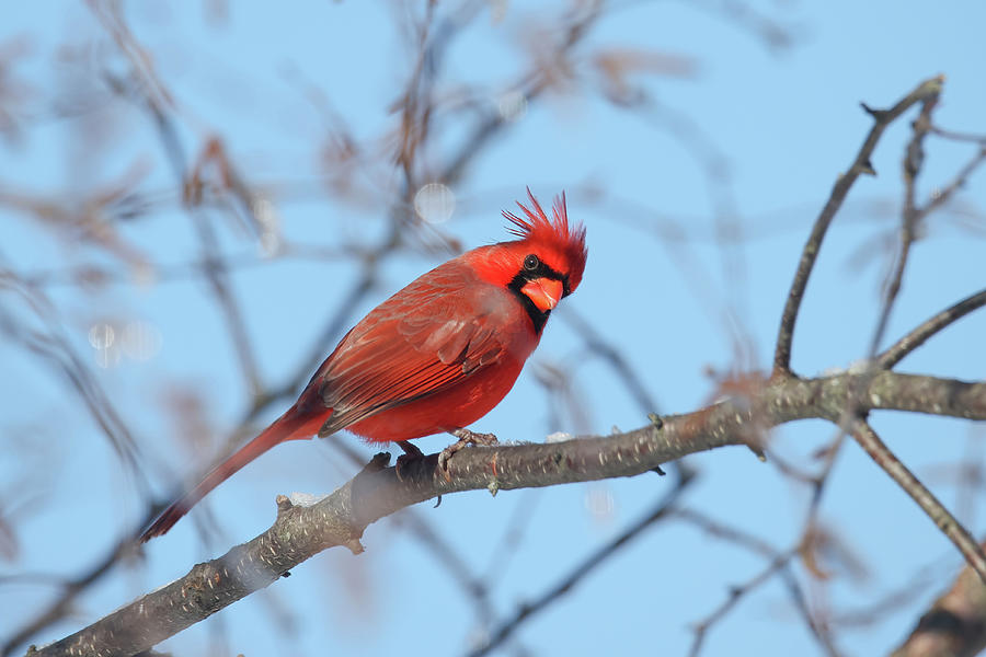 Cardinal #11 Photograph by Brook Burling