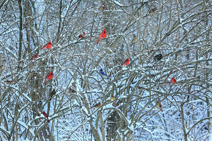 Cardinals Galore #11 Photograph by PJQandFriends Photography
