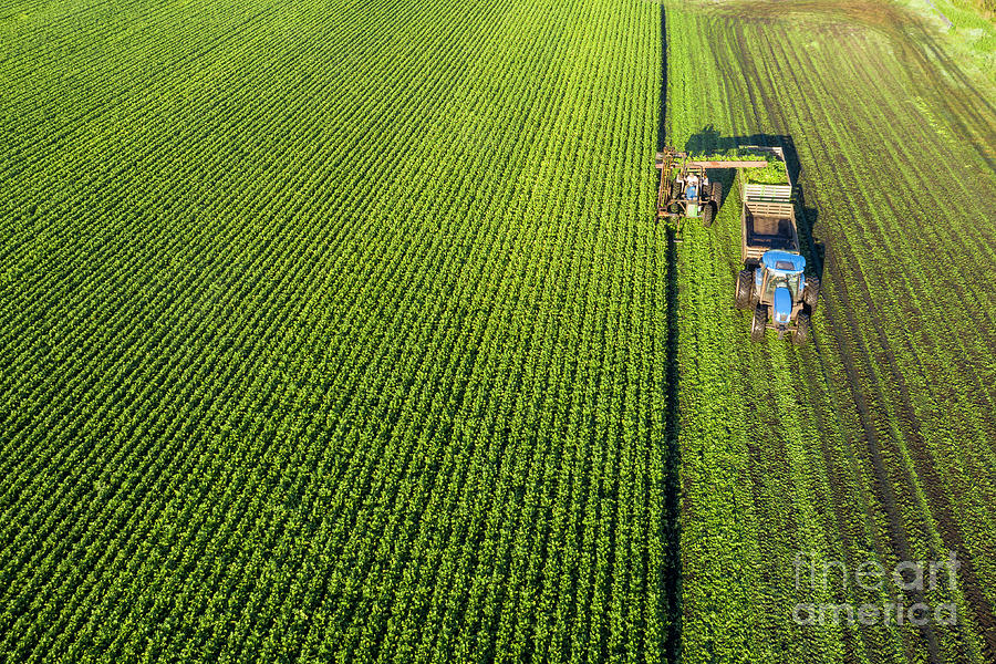 Celery Harvest Photograph by Jim West