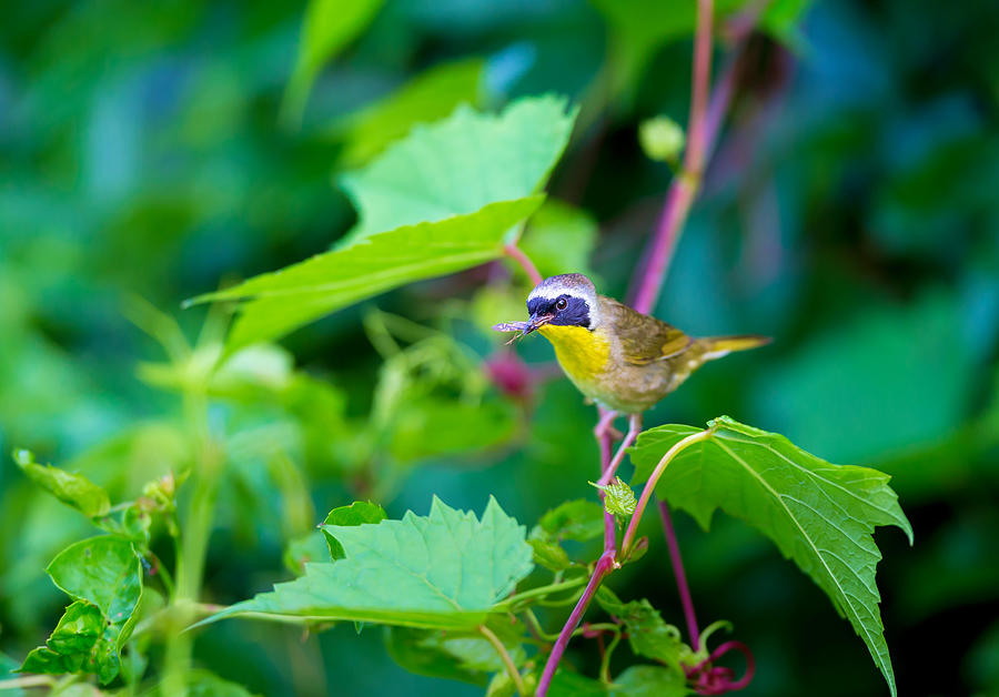 Common Yellowthroat. #11 Photograph by Dopeyden