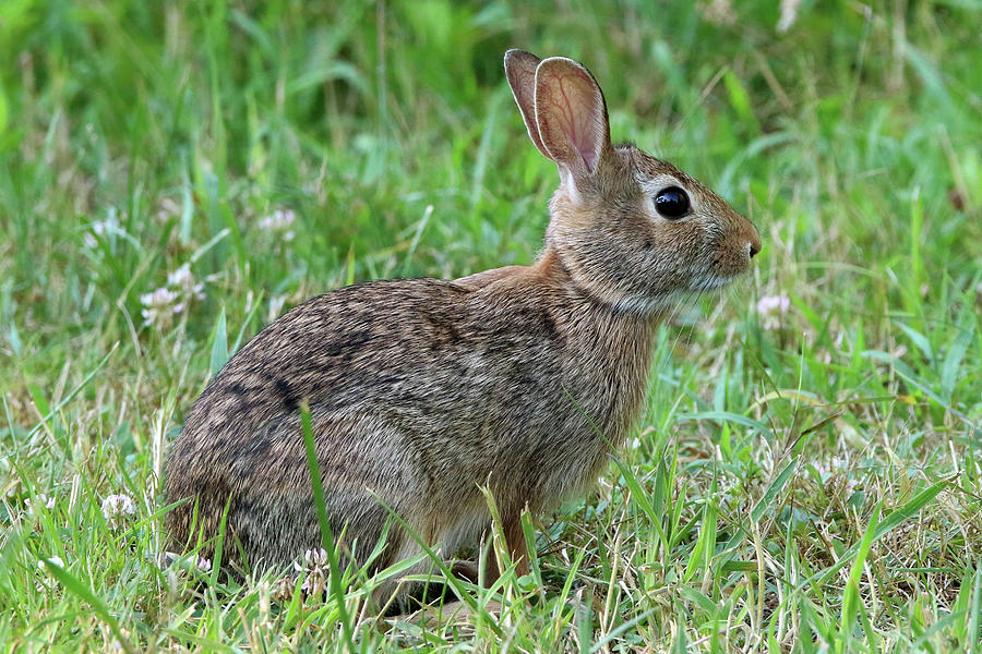 Cottontail Rabbit Stony Brook New York #11 Photograph by Bob Savage
