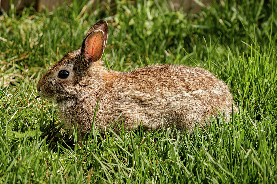 Eastern Cottontail rabbit #11 Photograph by SAURAVphoto Online Store