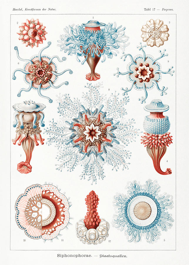 Ernst Haeckel Illustrations Mixed Media by Ernst Haeckel