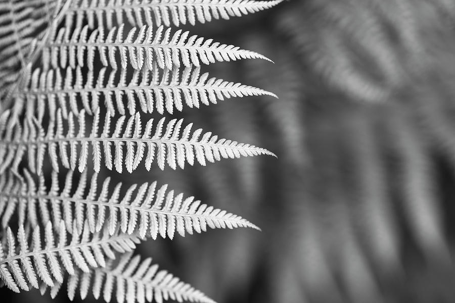 Ferns #11 Photograph by Alan Copson