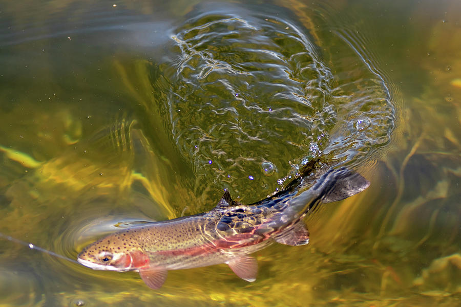 Fishing For Trout In A Small Lake In Washington State Photograph by ...