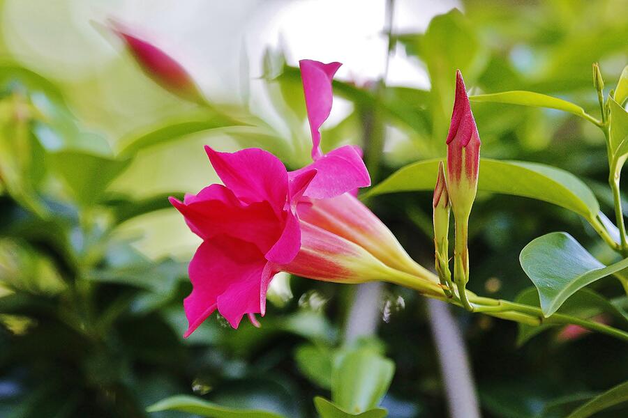 Flower #11 Photograph by John Walsh Flower #11 Photograph by John Walsh
