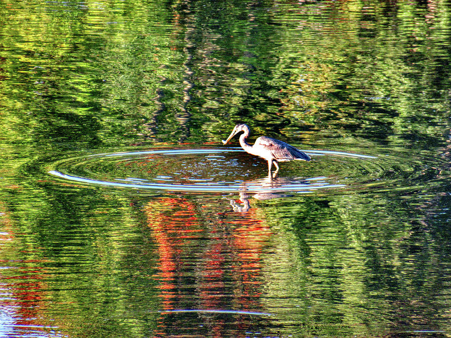 Great Blue Heron on the Bass River #11 Photograph by Scott Hufford