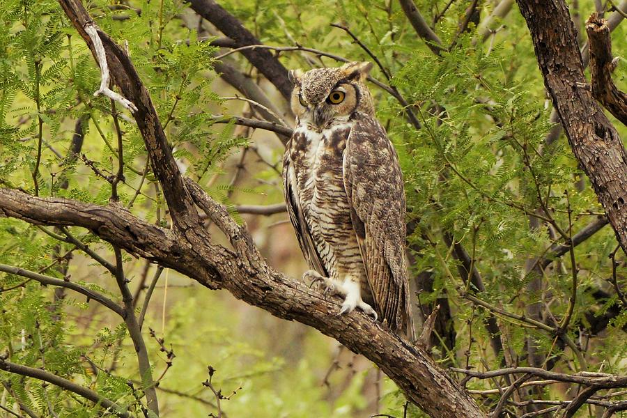 Great Horned Owl #11 Photograph by Dennis Boyd