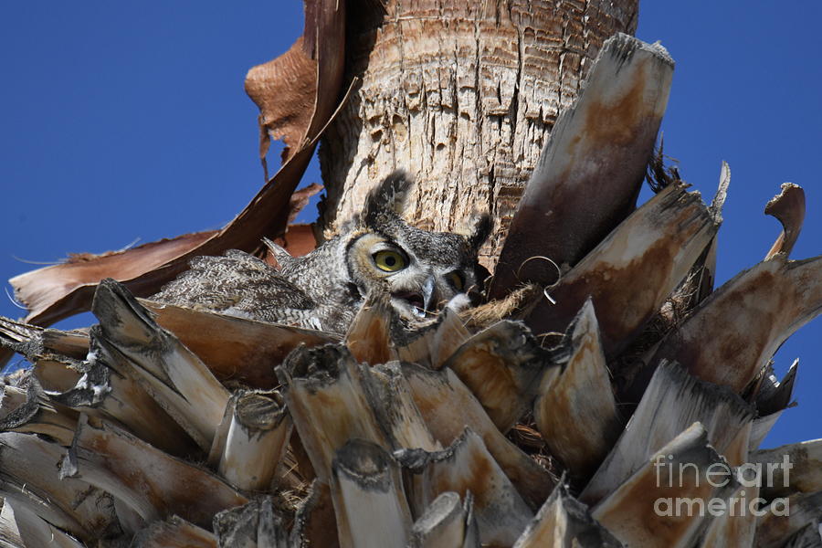Great Horned Owl #11 Digital Art by Tammy Keyes