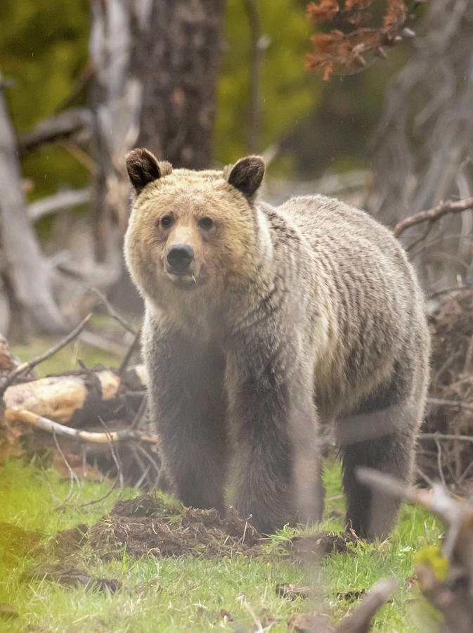 Grizzly Bear Photograph by Scott Roberts - Fine Art America