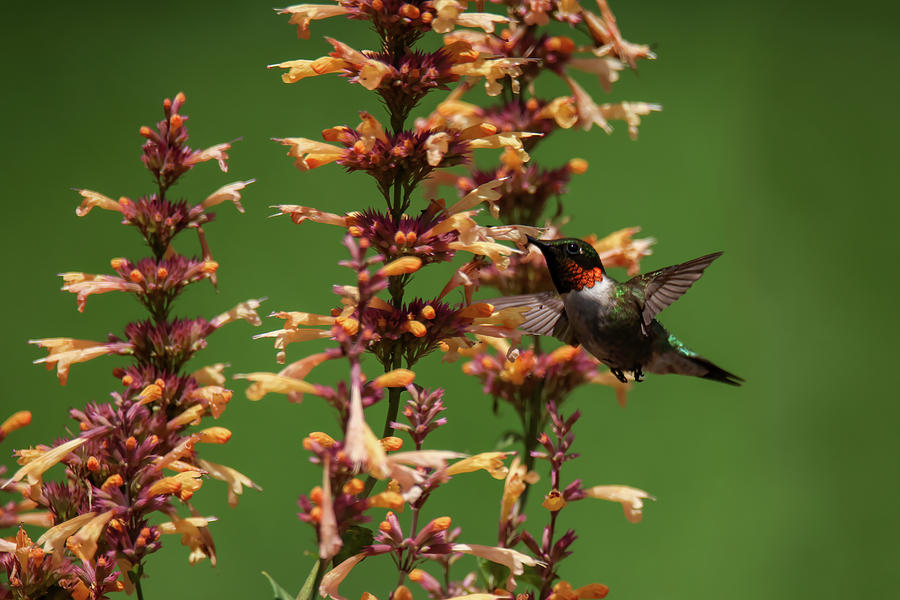 Hummingbird #11 Photograph by Brook Burling