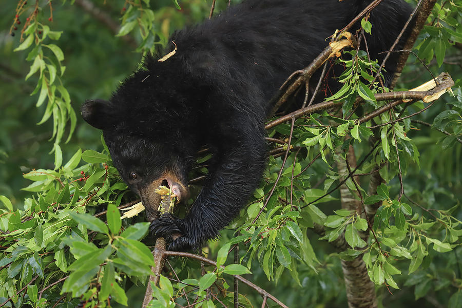 Hungry Bear Photograph by Doug McPherson