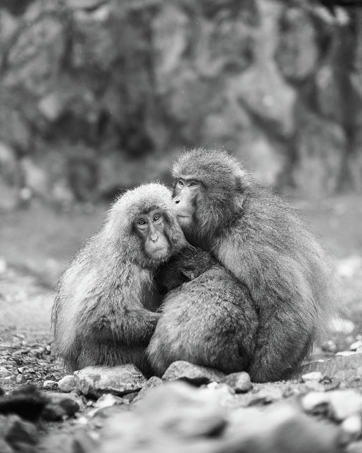 Jigokudani Monkey Park, Nagano, Japan Photograph by Eugene Nikiforov