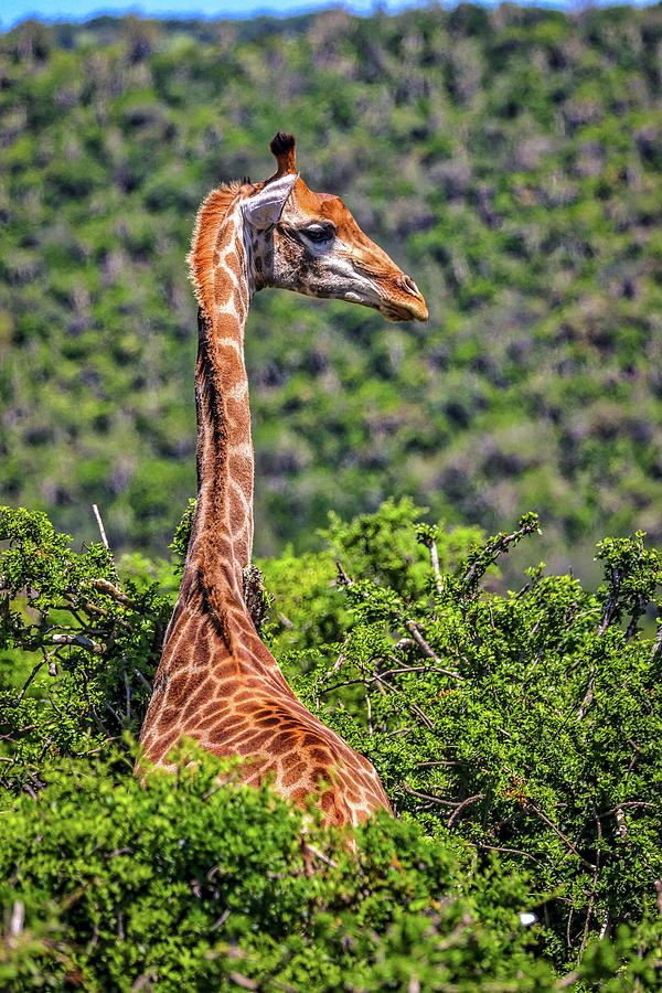 Kariega Game Reserve South Africa #11 Photograph by Paul James Bannerman