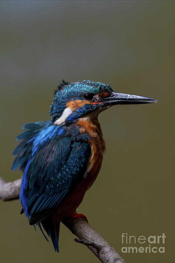 Kingfisher #11 Photograph by Jorgen Norgaard