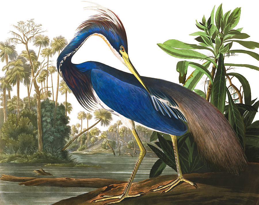 Louisiana Heron Painting by John James Audubon