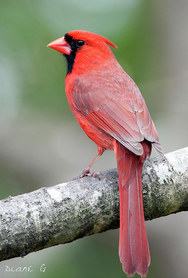 Male Cardinal #11 Photograph by Diane Giurco