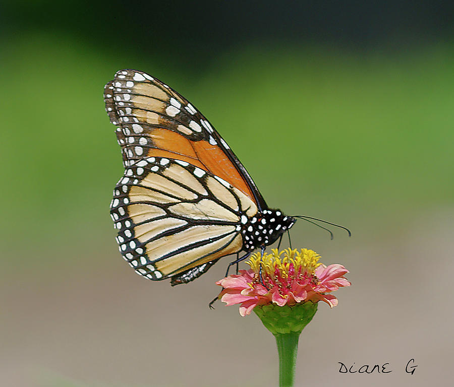 Monarch on Zinnia #11 Photograph by Diane Giurco
