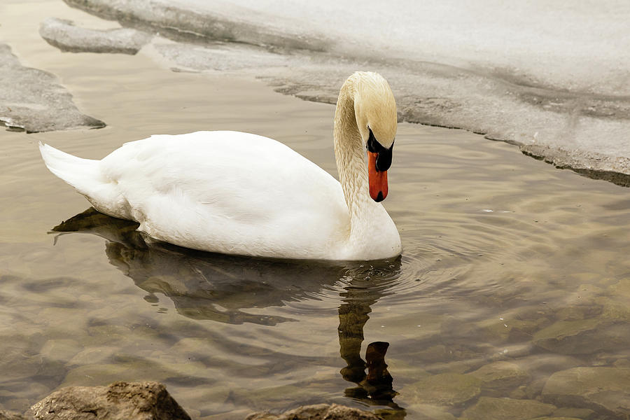 Mute swan #11 Photograph by SAURAVphoto Online Store