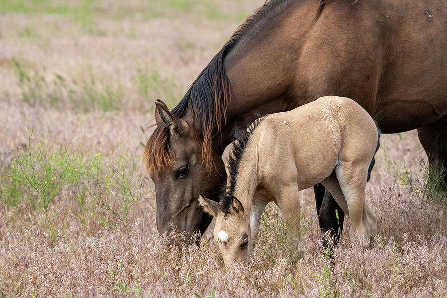 Onaqui Wild Horses #11 Photograph by Wesley Aston