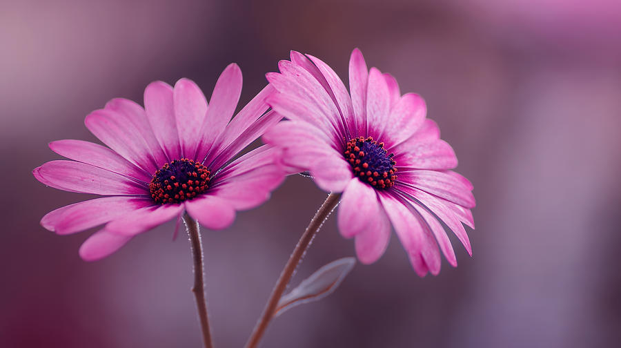 Daisy Osteospermum Photograph by Iwona Sikorska - Fine Art America