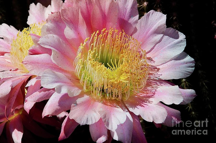 Flowers Still Life Photograph - Pink cactus flower #11 by Jim And Emily Bush
