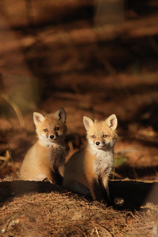 Red Fox Kit #11 Photograph by Brook Burling